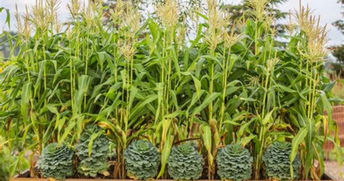 When Should I Plant Corn