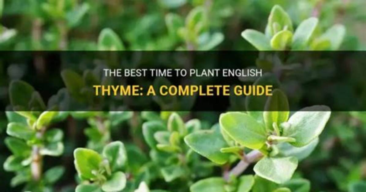 When Should I Plant Thyme
