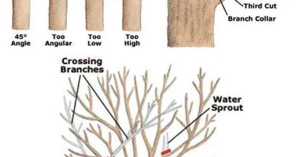 When Should I Prune Achillea