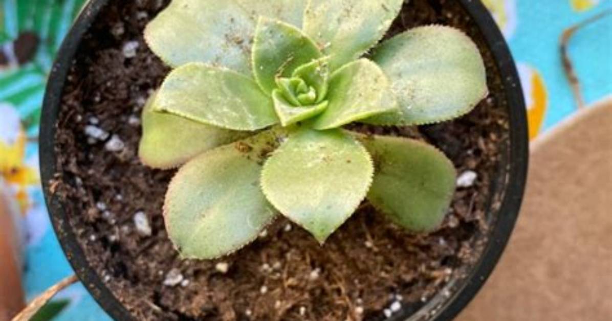 When Should I Repot Aeonium