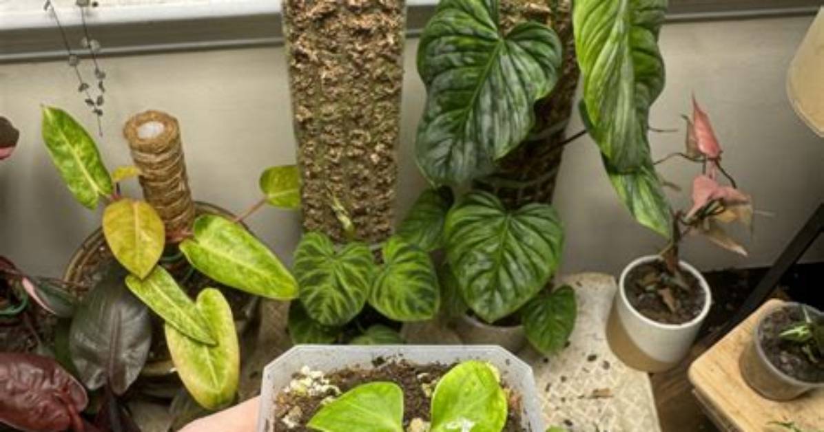 When Should I Repot Anthurium