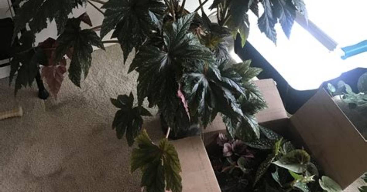 When Should I Repot My Begonias