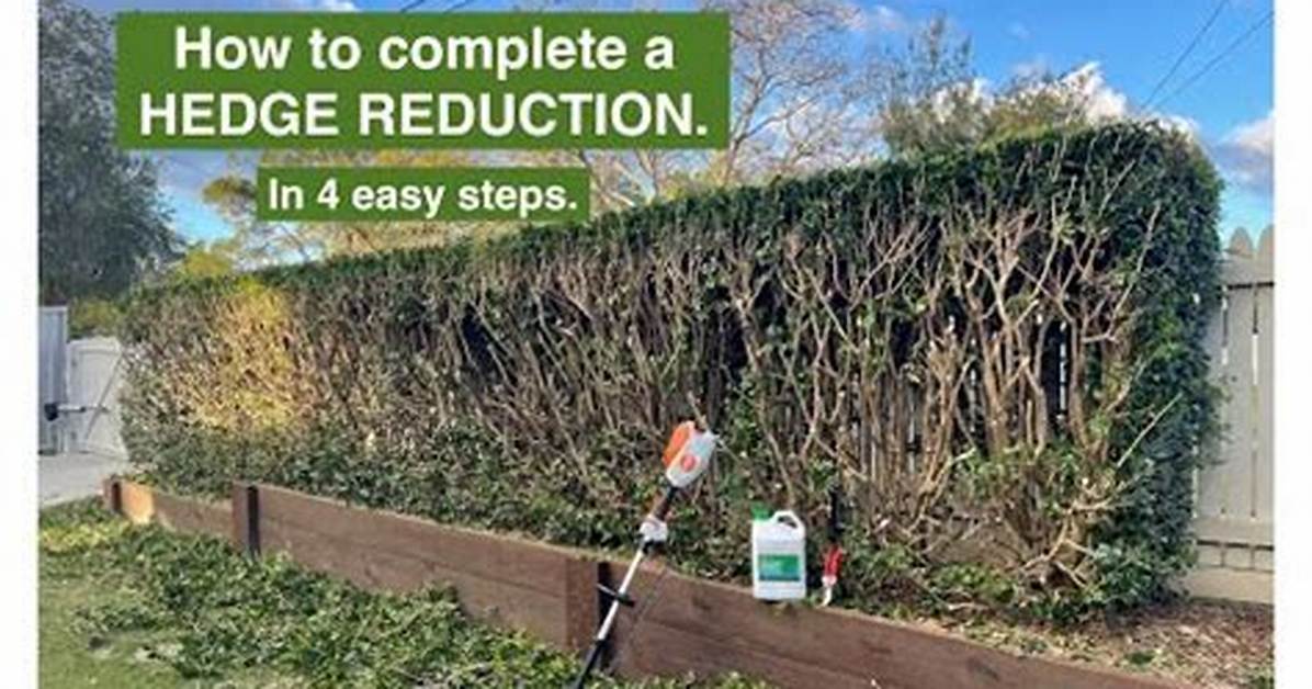 When Should I Trim My Hedges