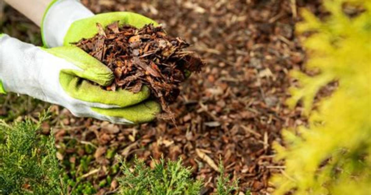 When Should I Use Mulch