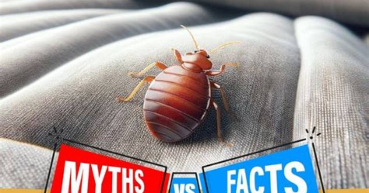 When Should I Worry About Bed Bugs?