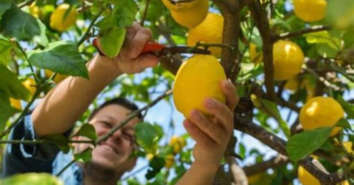 When Should Lemons Be Picked