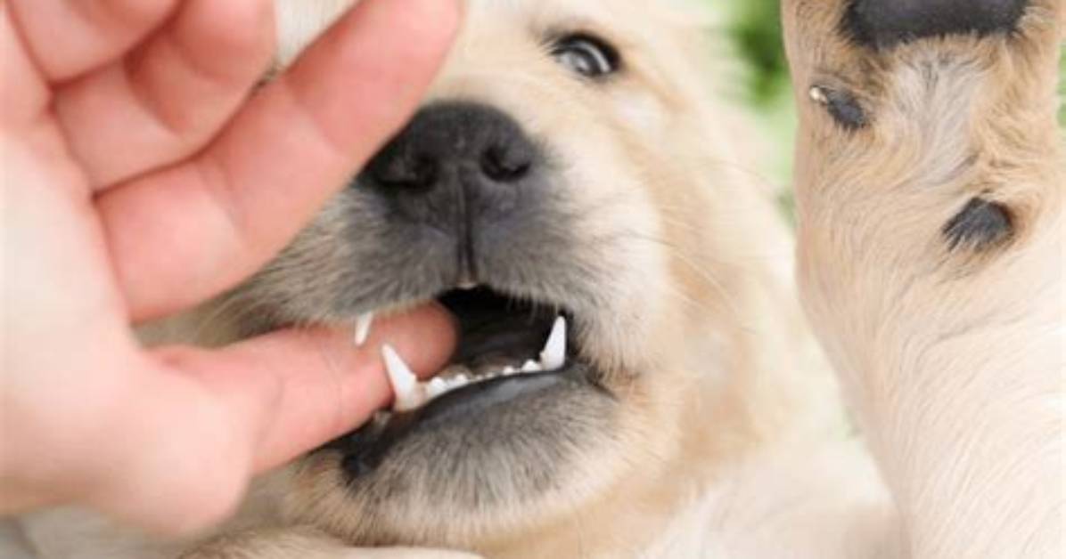 When Should Puppies Stop Biting?
