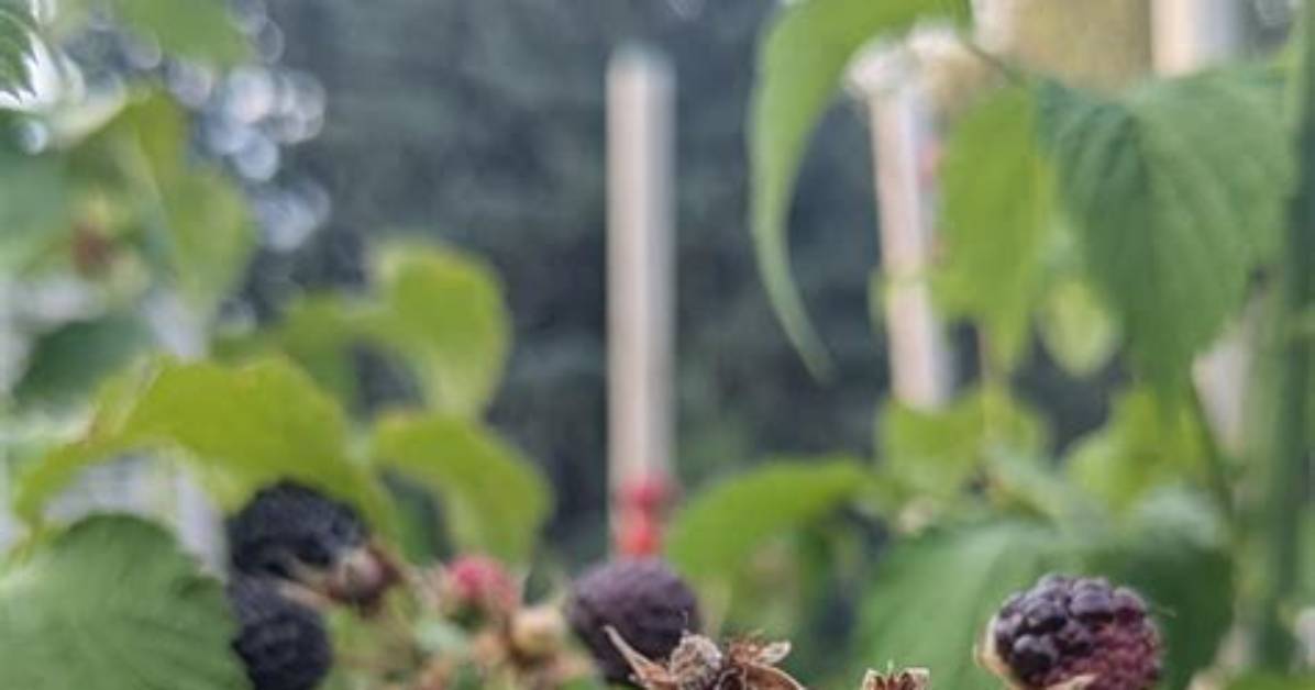 When Should Raspberries Be Transplanted?