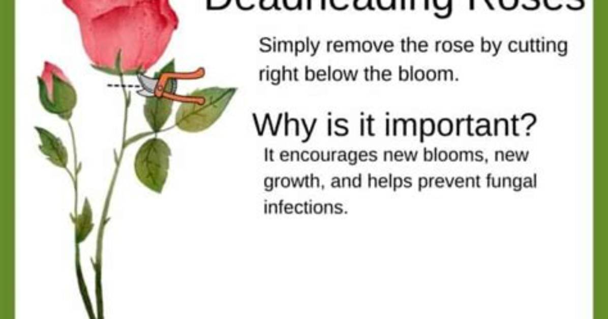 When Should Roses Be Deadheaded?