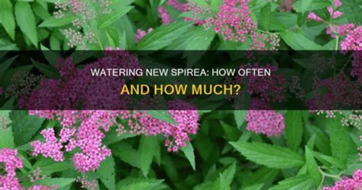 When Should Spirea Be Planted?