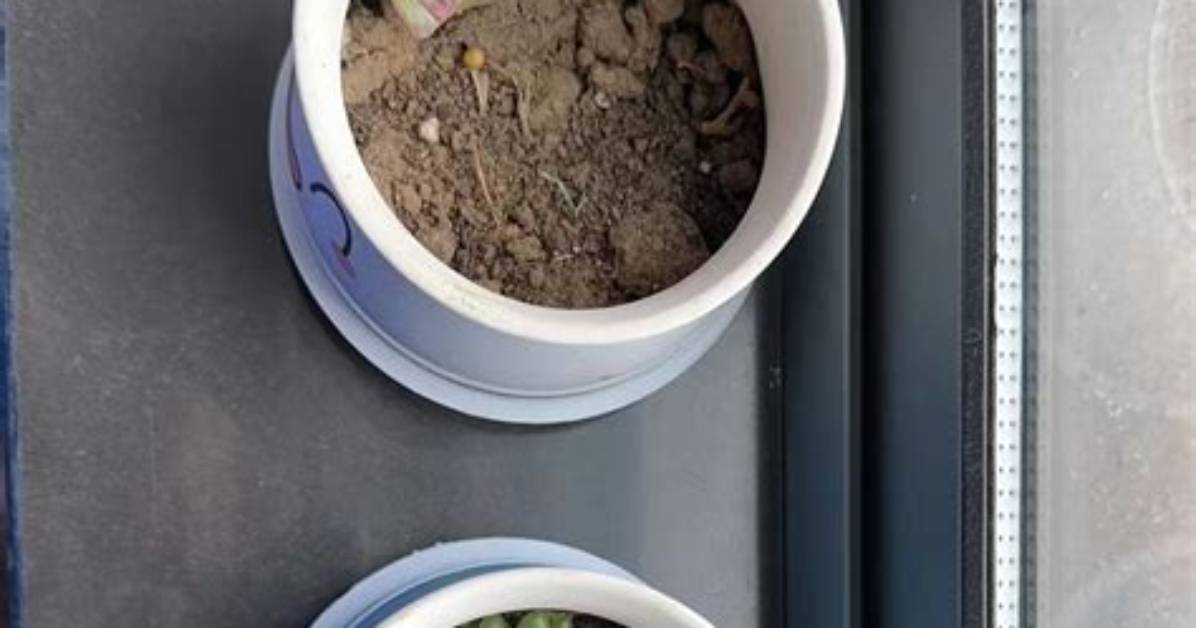 When Should Succulents Be Repotted