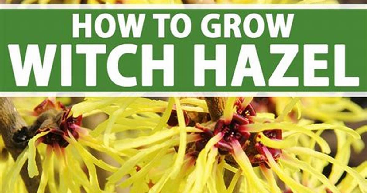 When Should Witch Hazel Be Pruned