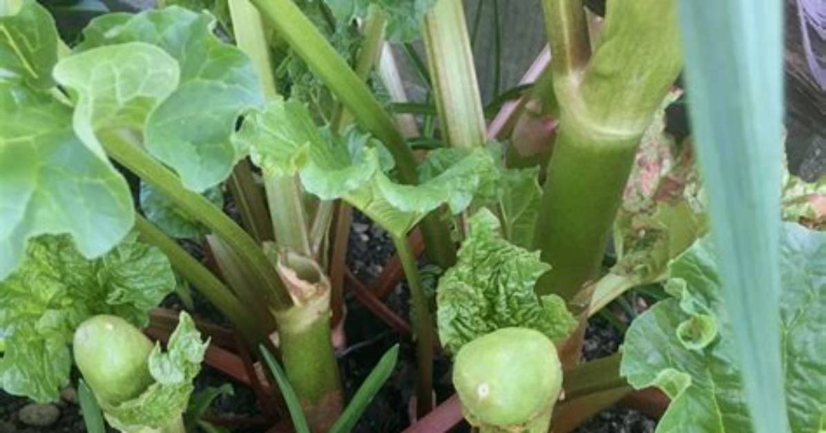 When Should You Cut Back Rhubarb