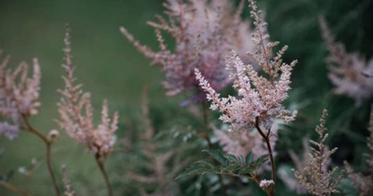 When Should You Deadhead Astilbe