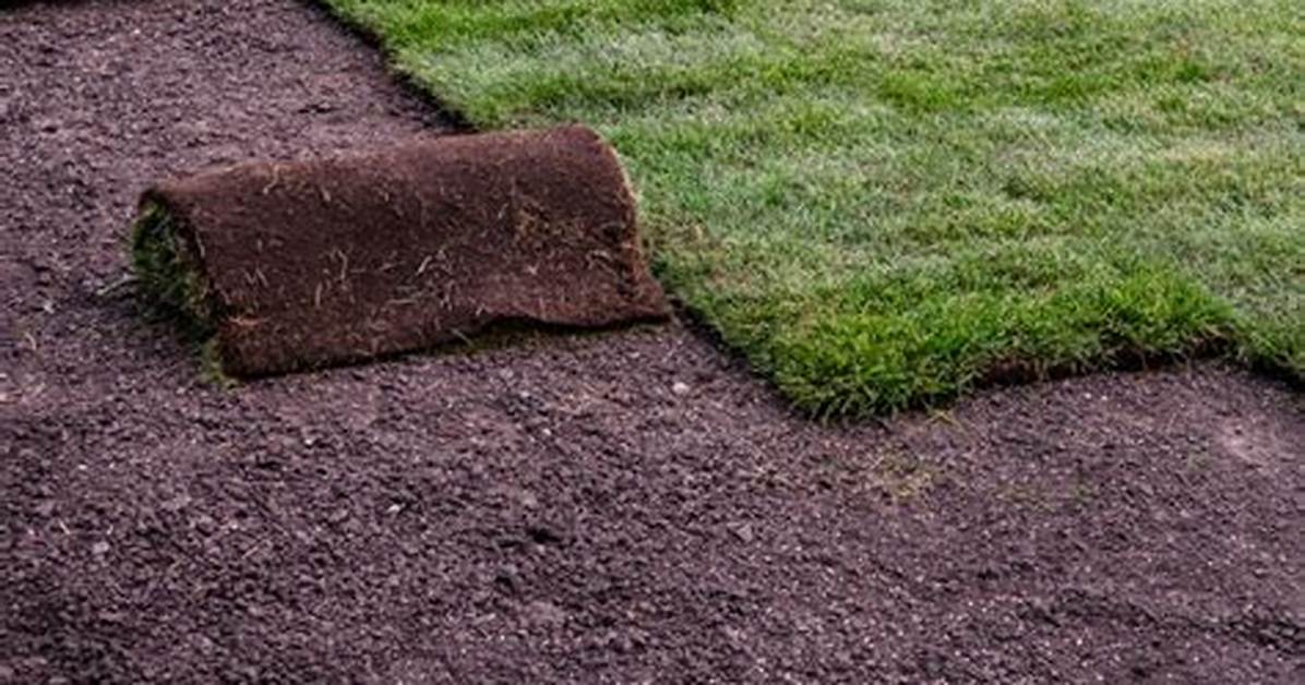 When Should You Lay Sod