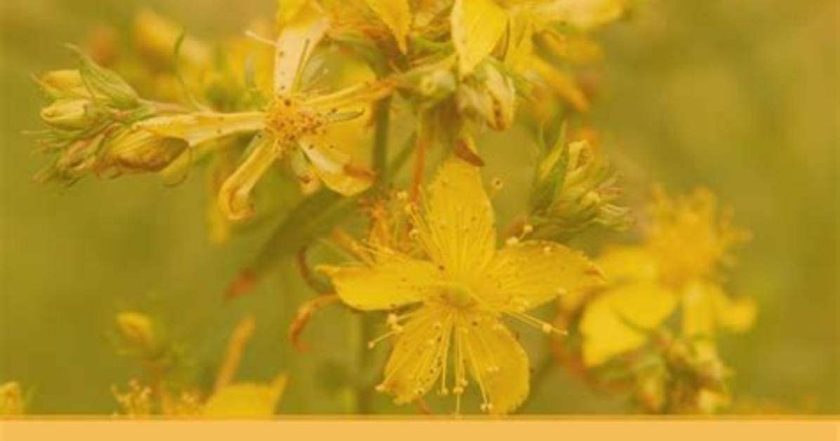 When Should You Not Take St Johns Wort