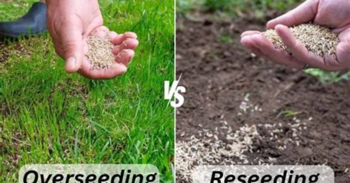 When Should You Overseed Your Yard?