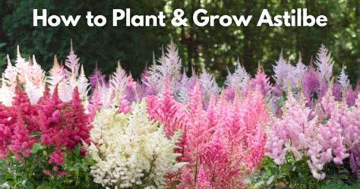 When Should You Plant Astilbe?