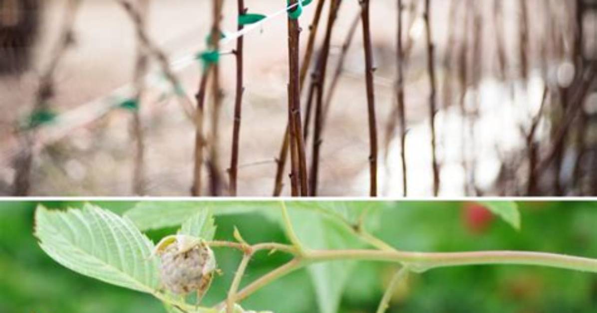 When Should You Plant Raspberry Canes