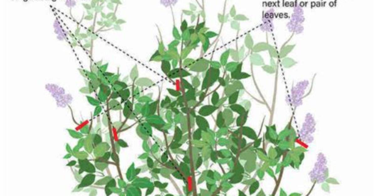 When Should You Prune a Lilac Tree?