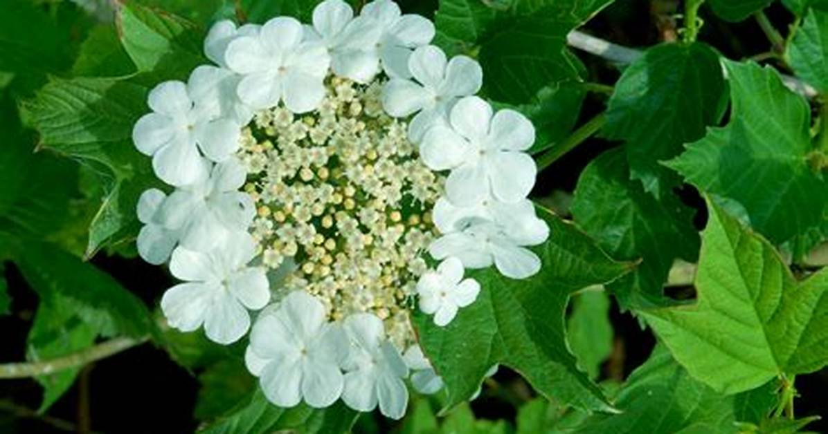 When Should You Prune Guelder Rose?