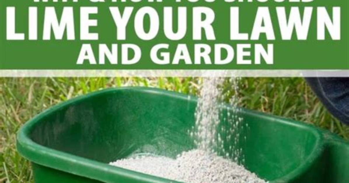 When Should You Put Lime on Lawn?