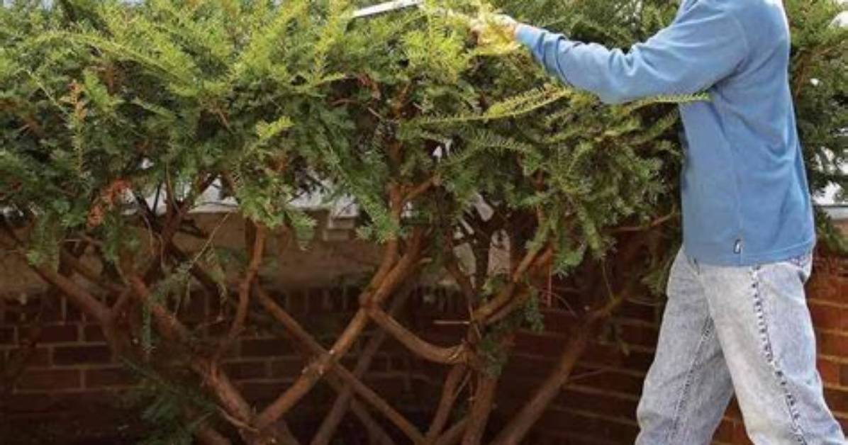 When Should You Trim Back Bushes?