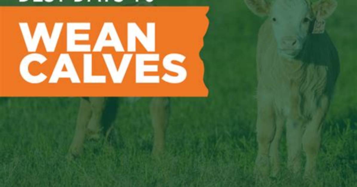 When Should You Wean Calves?