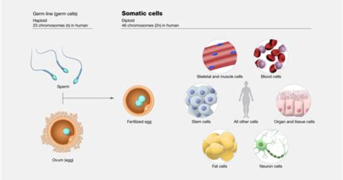 When Somatic Cells Divide What Do They Produce?