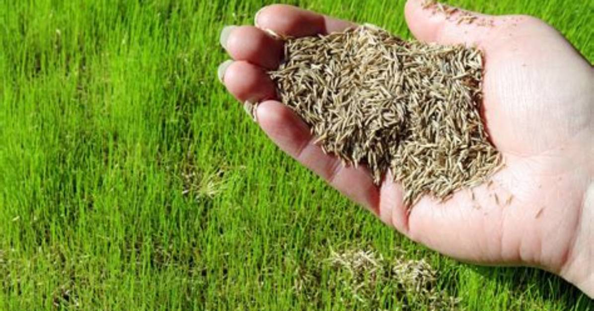 When Spread Grass Seed?