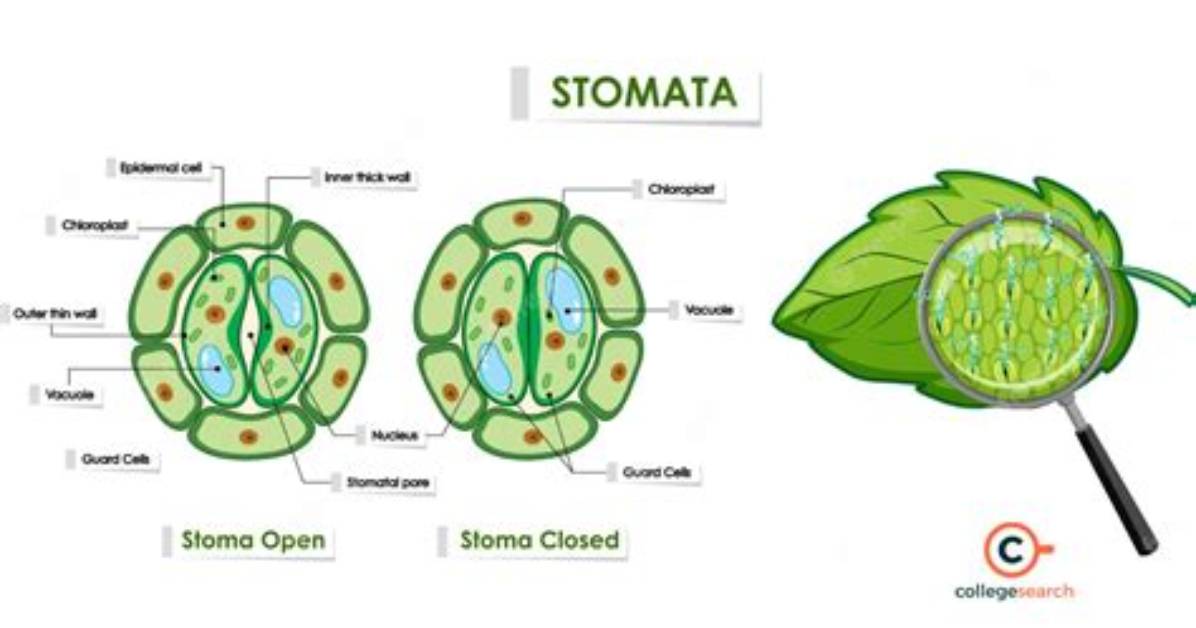 When Stomata Open and Close?