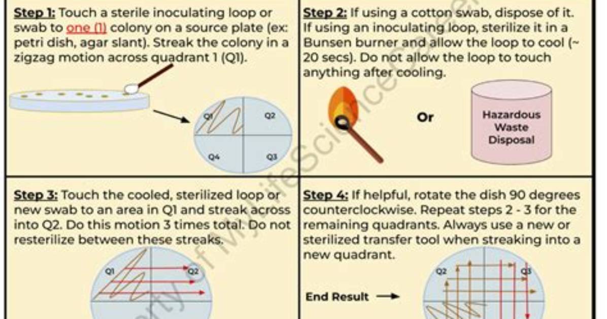 When Streaking a Plate the Loop Should Be Flamed?