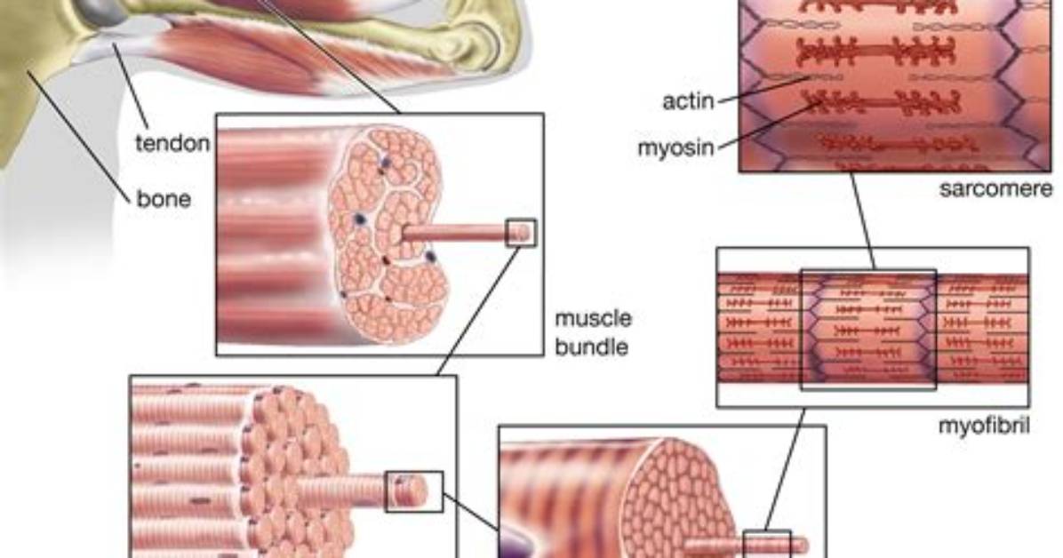When Striated Muscle Contracts?