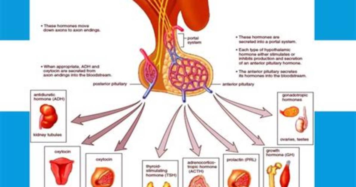When the Hypothalamus Is Not Working Properly?