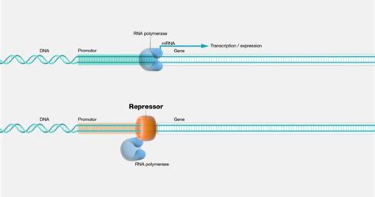 When the Repressor Is Bound It?