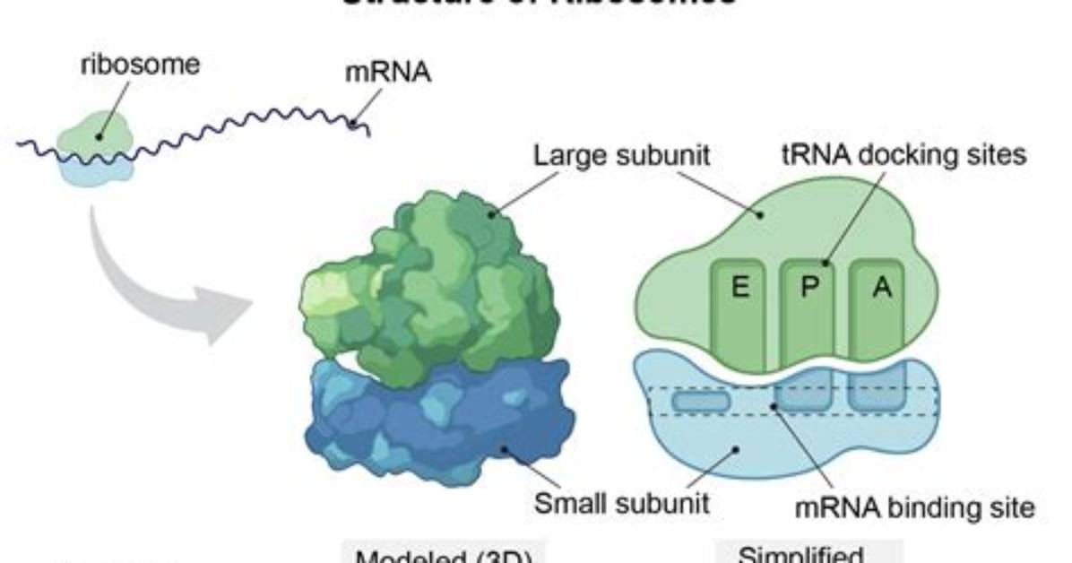 When the Ribosomal Subunits Separate?