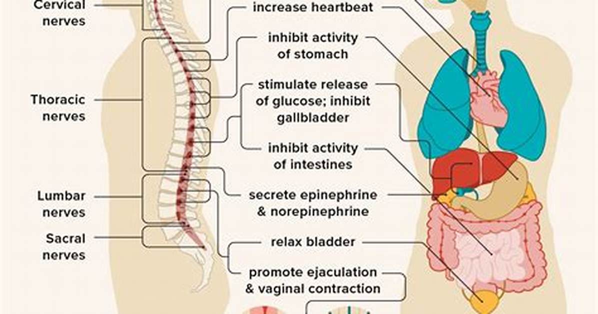 When the Sympathetic Nervous System Is Activated?