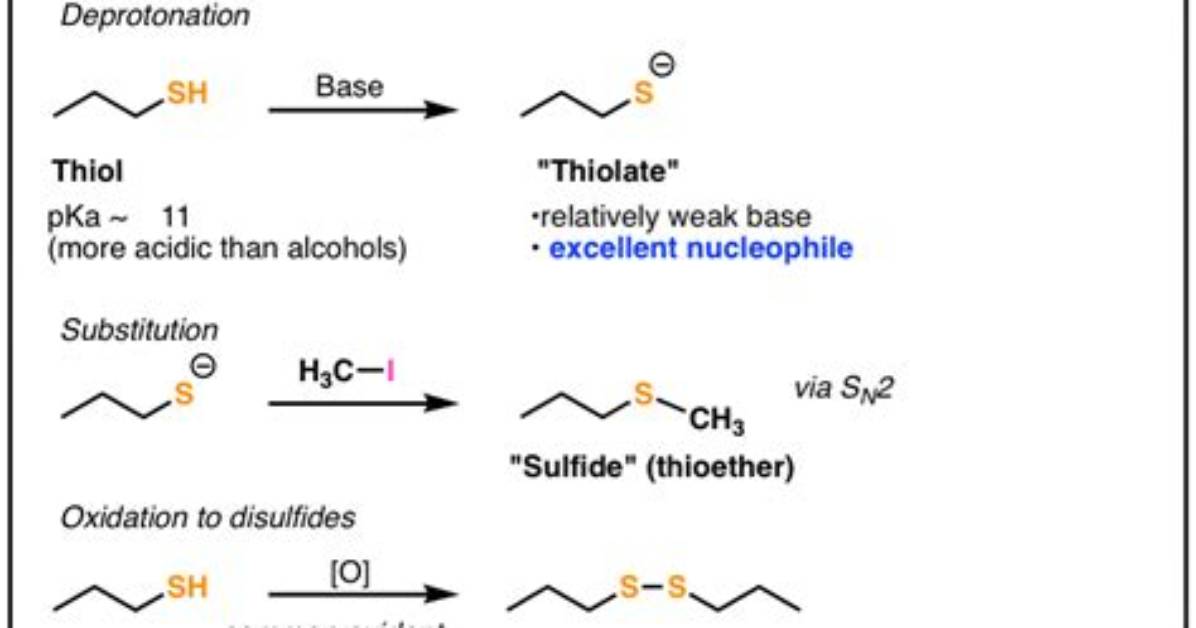 When Thiols Undergo Oxidation They Form?