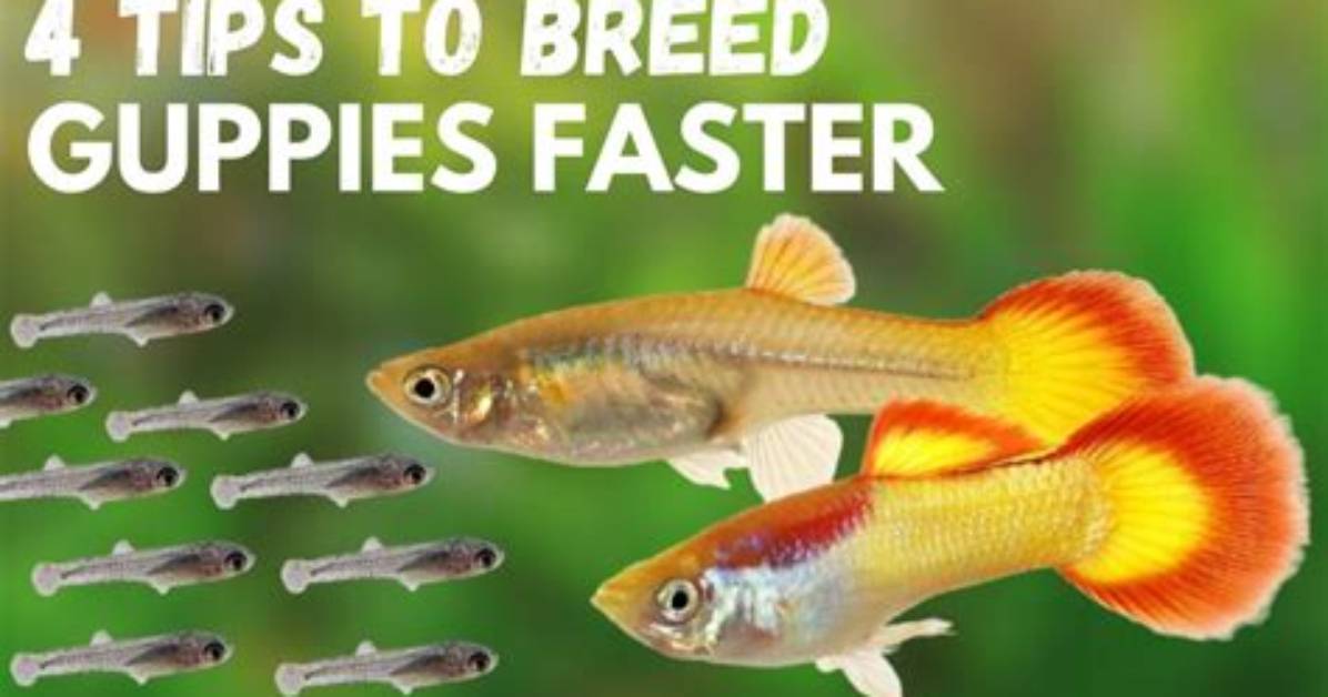 When to Breed Guppy?
