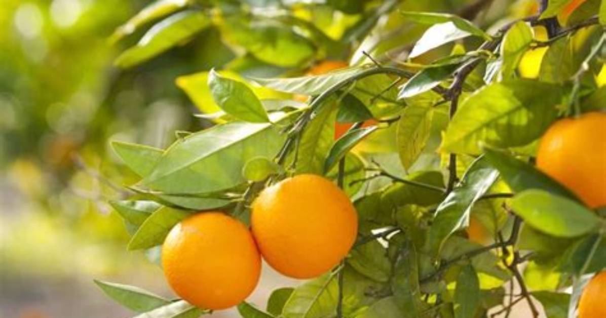 When to Buy Orange Tree?