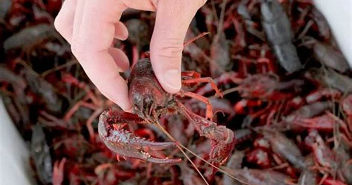 When to Catch Crawfish?