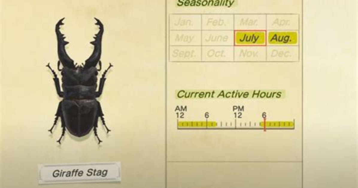 When to Catch Giraffe Stag?