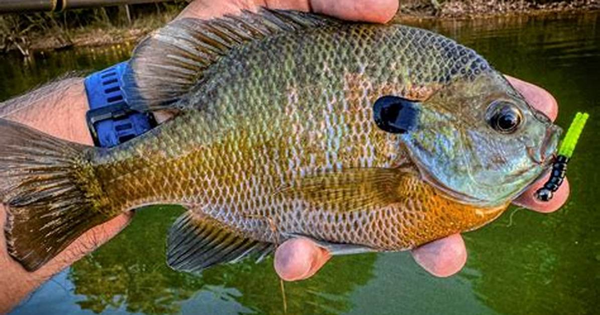 When to Catch Panfish?