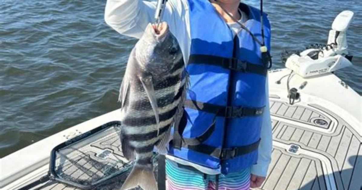 When to Catch Sheepshead in Nc?