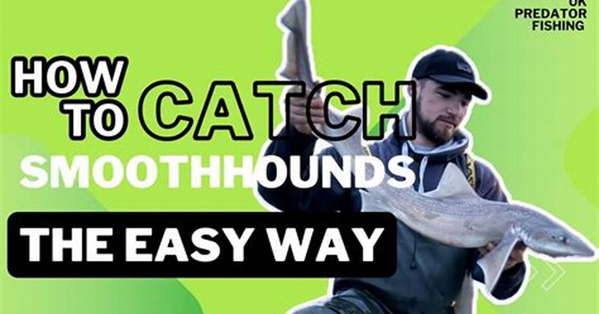 When to Catch Smoothhounds?