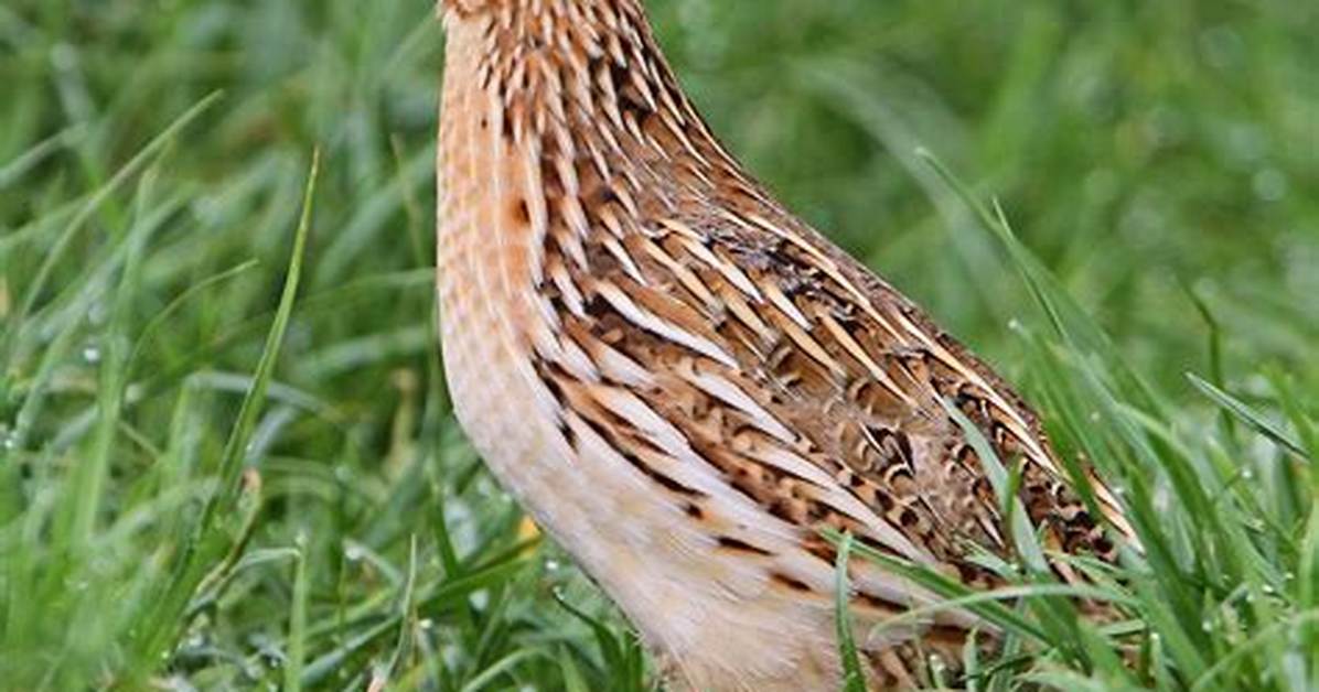 When to Cull Quail?