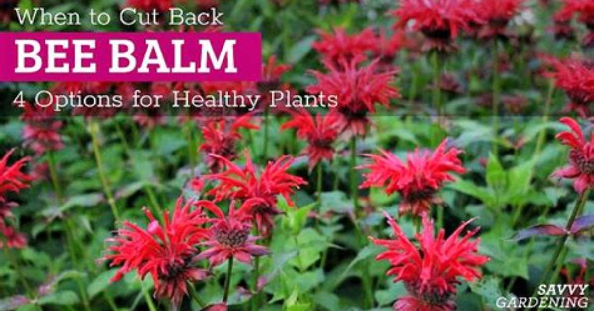 When to Cut Back Bee Balm?