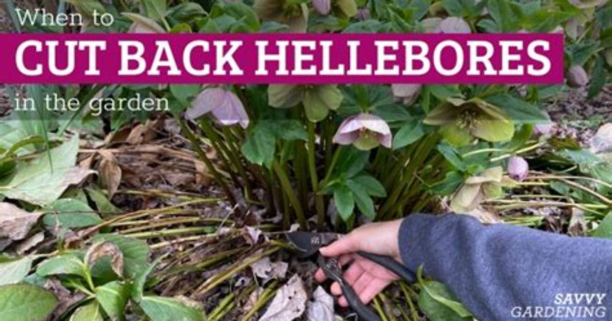 When to Cut Back Hellebores?