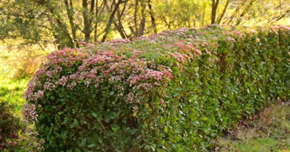 When to Cut Back Laurustinus?