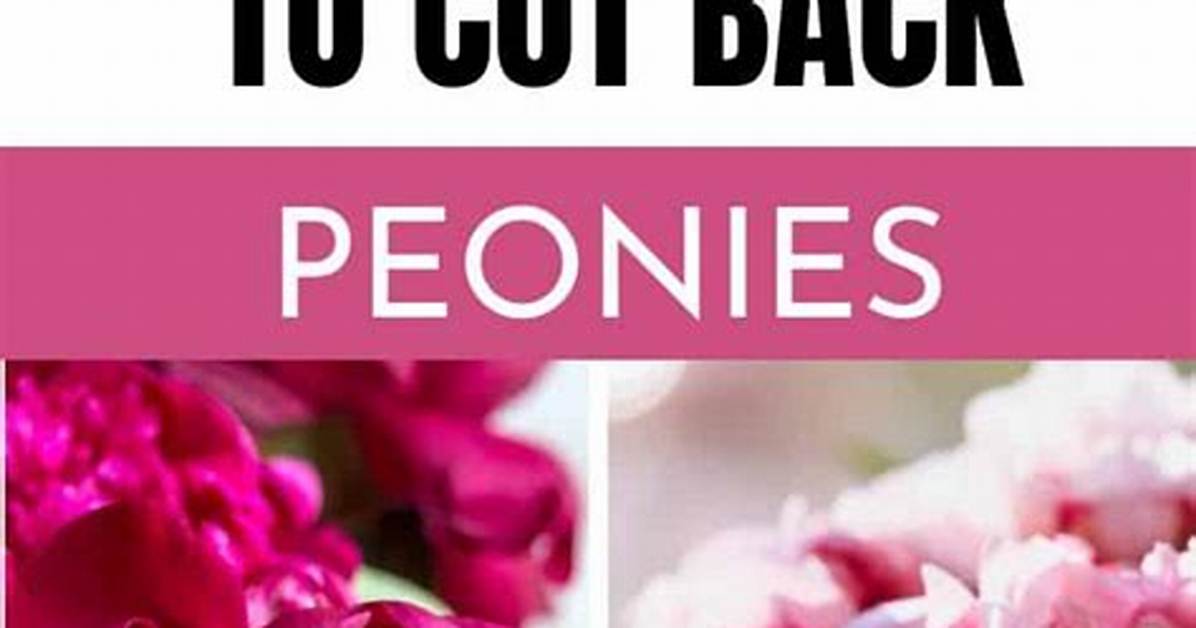 When to Cut Back Peonies?